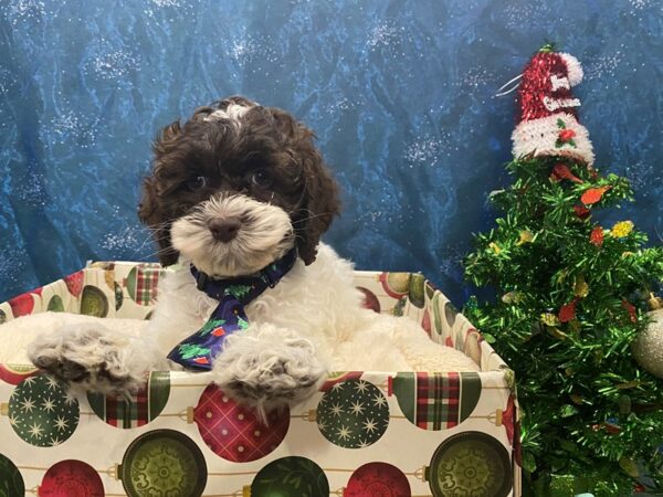 Cocka Poo-DOG-Male-Chocolate-12424-Petland Batavia, Illinois