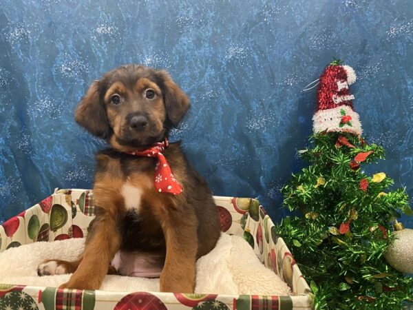 Cocker/Mini  Goldendoodle DOG Male 12423 Petland Batavia, Illinois