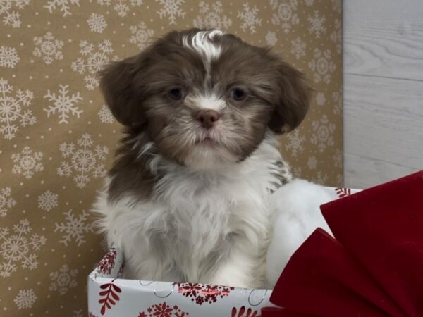 Shih Tzu-DOG-Male-Chocolate and White-20304-Petland Batavia, Illinois