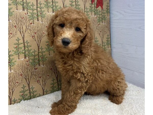 Goldendoodle 2nd Generation DOG Female Red 20302 Petland Batavia, Illinois
