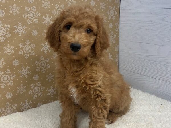 Goldendoodle 2nd Generation DOG Female Red 20303 Petland Batavia, Illinois