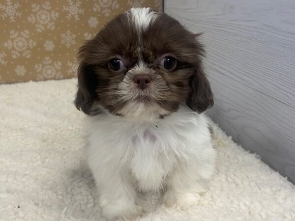 Shih Tzu DOG Female Chocolate and White 20305 Petland Batavia, Illinois