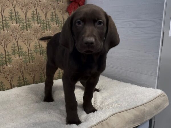 Labrador Retriever-DOG-Male-Chocolate-20294-Petland Batavia, Illinois