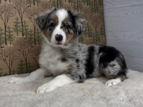 Australian Shepherd-DOG-Male-Blue Merle-20293-Petland Batavia, Illinois