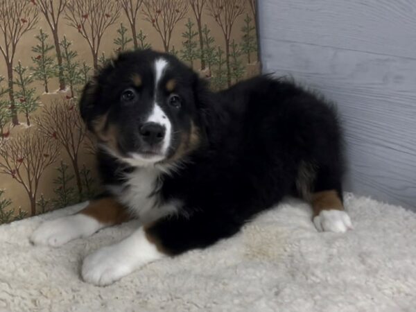 Australian Shepherd DOG Male Tri Colored 20292 Petland Batavia, Illinois