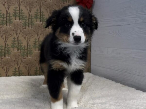 Australian Shepherd DOG Male Tri Colored 20311 Petland Batavia, Illinois