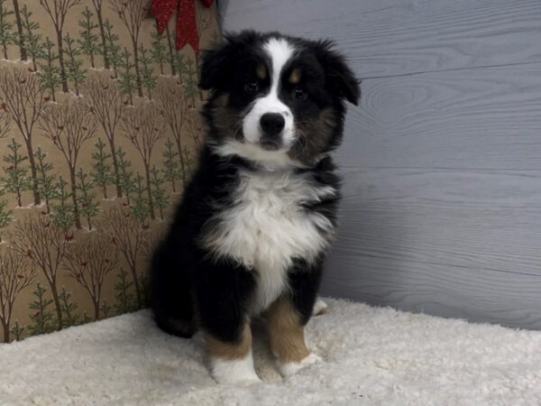 Australian Shepherd DOG Male Tri Colored 20312 Petland Batavia, Illinois