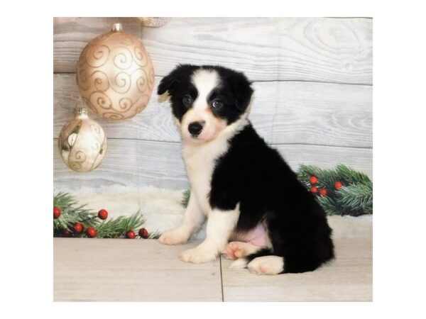 Border Collie DOG Male Black / White 20331 Petland Batavia, Illinois