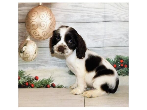 Cocker Spaniel DOG Male Chocolate / White 20333 Petland Batavia, Illinois