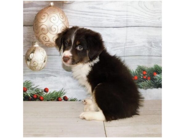 Miniature American Shepherd DOG Female Red Tan / White 20337 Petland Batavia, Illinois