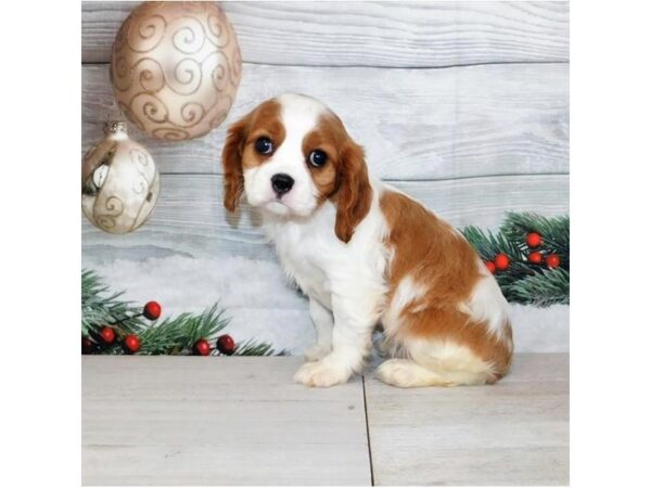 Cavalier King Charles Spaniel DOG Female Blenheim 12446 Petland Batavia, Illinois