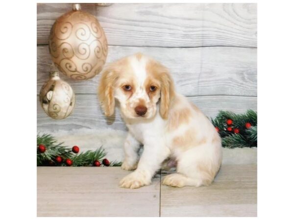 Cocker Spaniel DOG Male Buff / White 12447 Petland Batavia, Illinois