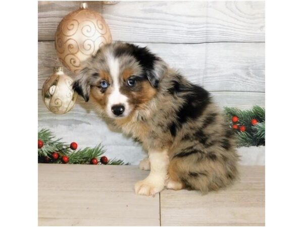 Miniature American Shepherd DOG Male Blue Merle / White 12455 Petland Batavia, Illinois