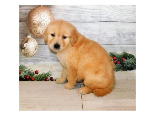 Golden Retriever DOG Male Golden 20600 Petland Batavia, Illinois