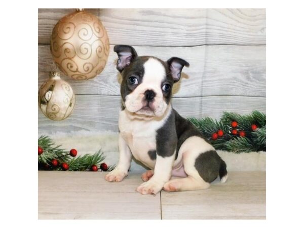 French Bulldog DOG Male Blue, White Piebald 20598 Petland Batavia, Illinois