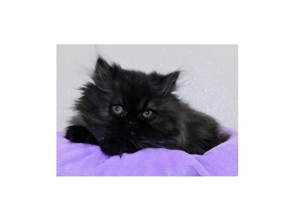 Persian-CAT-Female-Black-20614-Petland Batavia, Illinois