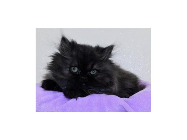 Persian CAT Female Black 20614 Petland Batavia, Illinois