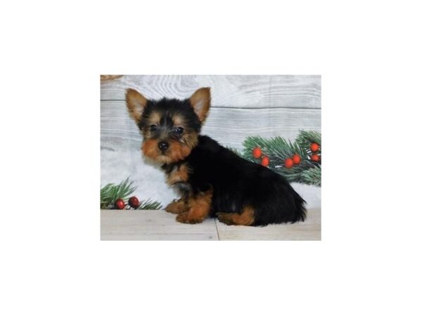 Silky Terrier-DOG-Male-Black / Tan-12451-Petland Batavia, Illinois