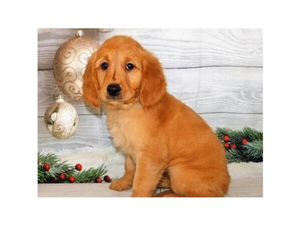 Golden Retriever DOG Female Golden 12449 Petland Batavia, Illinois