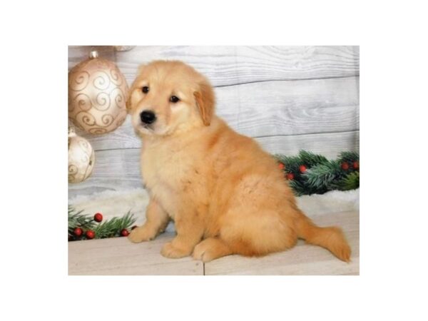 Golden Retriever DOG Male Golden 12450 Petland Batavia, Illinois
