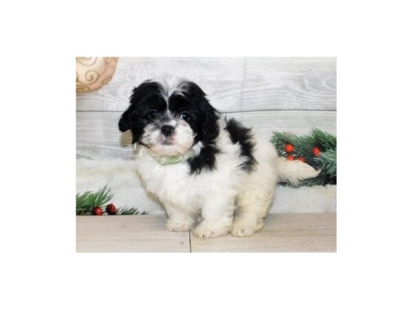 Teddy Bear DOG Female White / Black 12456 Petland Batavia, Illinois