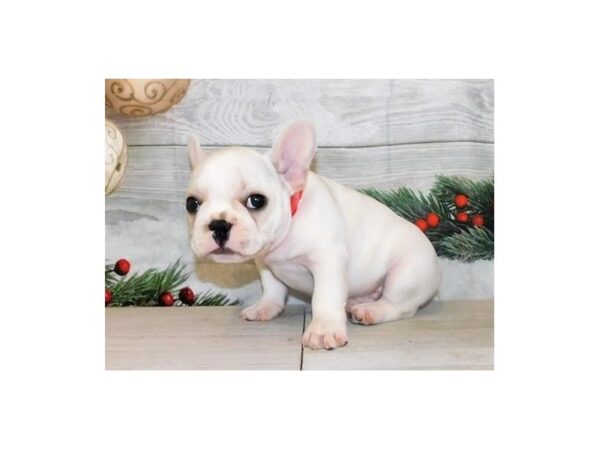 French Bulldog DOG Male Cream 12448 Petland Batavia, Illinois