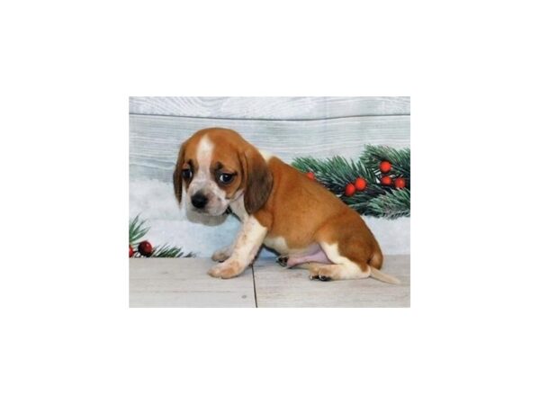 Beagle-DOG-Male-Red / White-12445-Petland Batavia, Illinois