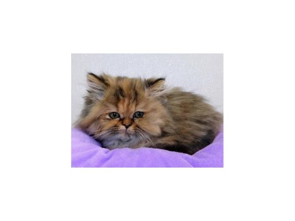 Persian-CAT-Female-Calico-20602-Petland Batavia, Illinois