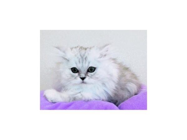 Persian CAT Female Shaded Silver 20613 Petland Batavia, Illinois