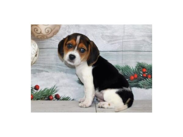 Beagle DOG Male Black 20593 Petland Batavia, Illinois