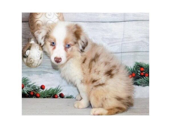 Miniature American Shepherd-DOG-Female-Red Merle-20603-Petland Batavia, Illinois