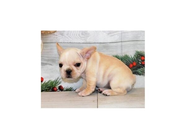 French Bulldog DOG Female Cream 20597 Petland Batavia, Illinois