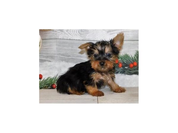 Silky Terrier-DOG-Male-Black / Tan-20601-Petland Batavia, Illinois