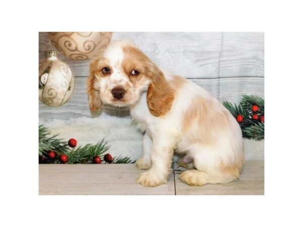 Cocker Spaniel DOG Male Buff / White 20596 Petland Batavia, Illinois