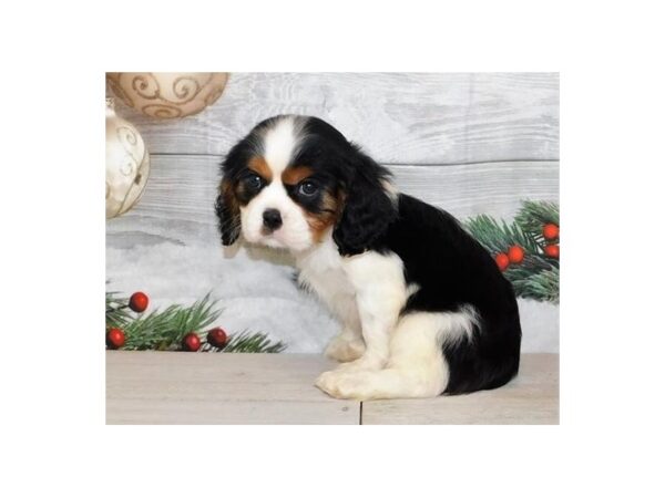 Cavalier King Charles Spaniel DOG Male Black White / Tan 20595 Petland Batavia, Illinois