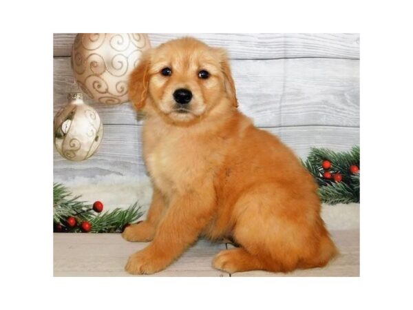 Golden Retriever DOG Female Golden 20599 Petland Batavia, Illinois