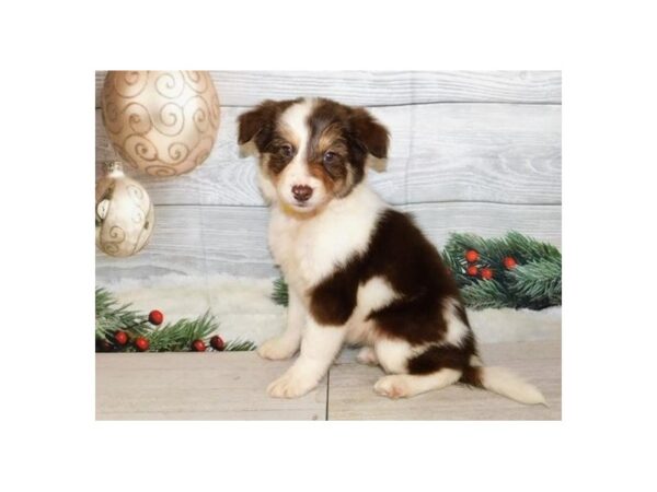 Border Collie-DOG-Female-Red / White-20594-Petland Batavia, Illinois