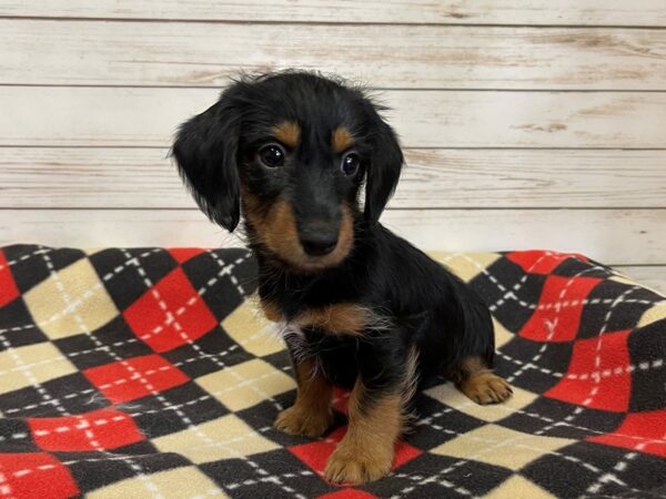 Dorkie DOG Female Black and Tan 20612 Petland Batavia, Illinois