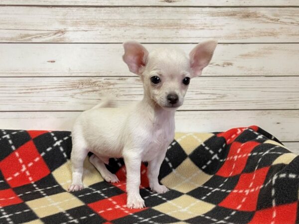 Chihuahua DOG Male White 20611 Petland Batavia, Illinois