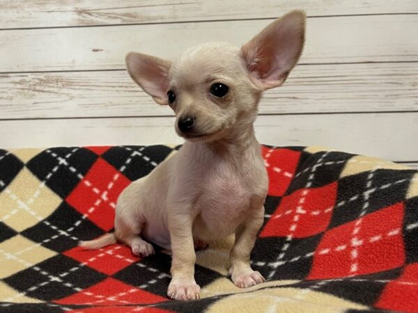 Chihuahua DOG Male Cream 20610 Petland Batavia, Illinois