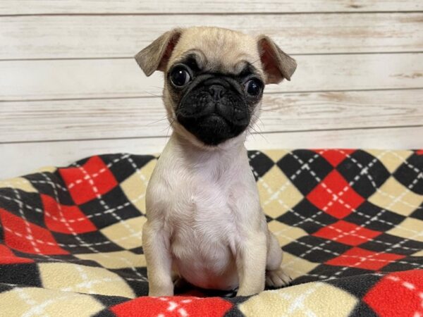 Pug DOG Female Fawn 20609 Petland Batavia, Illinois