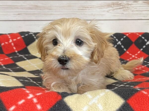 Malti Poo-DOG-Male-Apricot-20608-Petland Batavia, Illinois