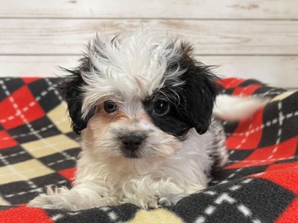 Shih Poo DOG Female Black Gold / White 20607 Petland Batavia, Illinois