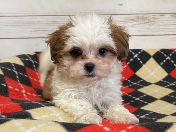 Shih Poo DOG Female Gold / White 20606 Petland Batavia, Illinois