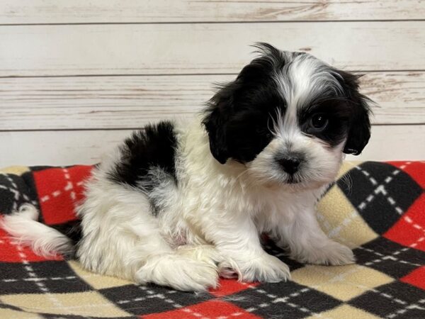 Teddy Bear-DOG-Male-Black and White-20592-Petland Batavia, Illinois
