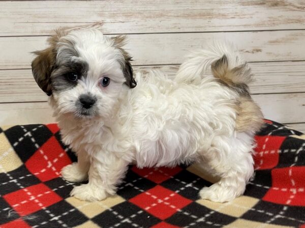 Teddy Bear DOG Female Sable and White 20591 Petland Batavia, Illinois