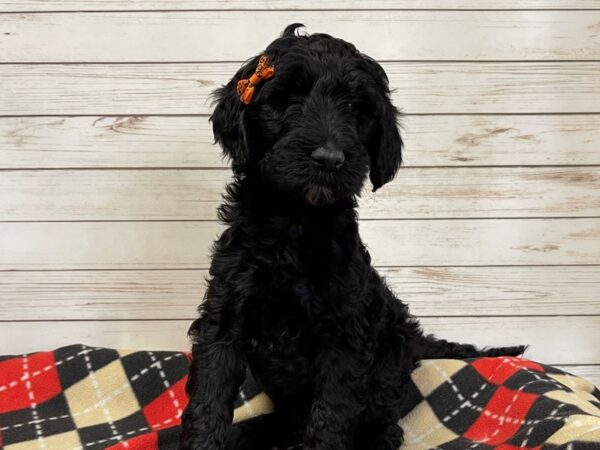 Goldendoodle 2nd Generation DOG Female Black 20590 Petland Batavia, Illinois