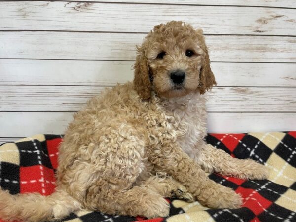 Goldendoodle 2nd Generation DOG Female Golden 20589 Petland Batavia, Illinois