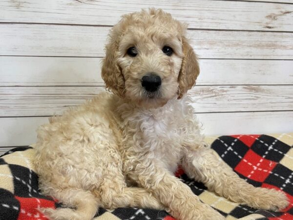 Goldendoodle 2nd Generation DOG Male Golden 20588 Petland Batavia, Illinois