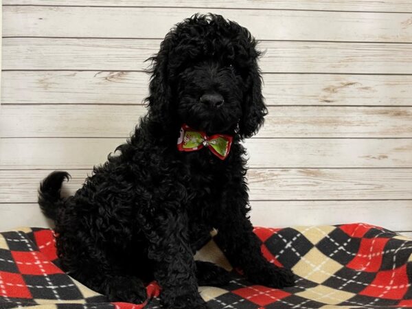 Goldendoodle 2nd Generation DOG Male Black 20587 Petland Batavia, Illinois